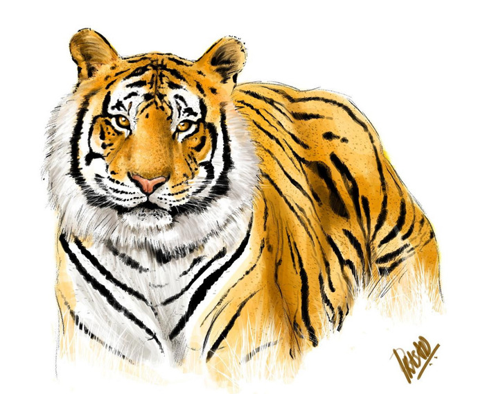 Как нарисовать амурского тигра из красной книги