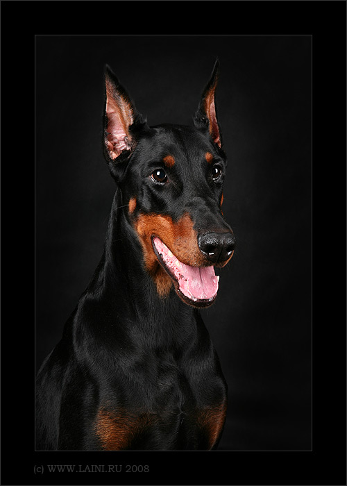 85227529_DOBERMAN (500x700, 61Kb)