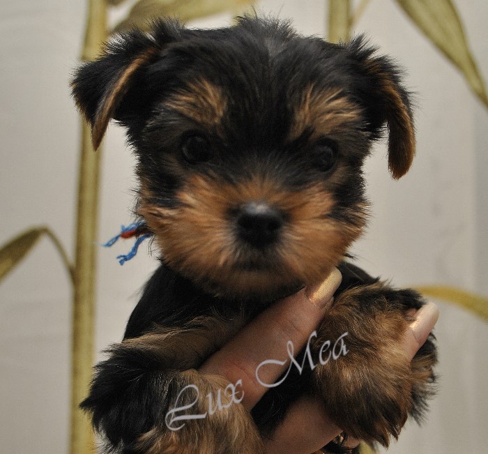 3979564_yorkshire_terrier_zippy (700x651, 174Kb)