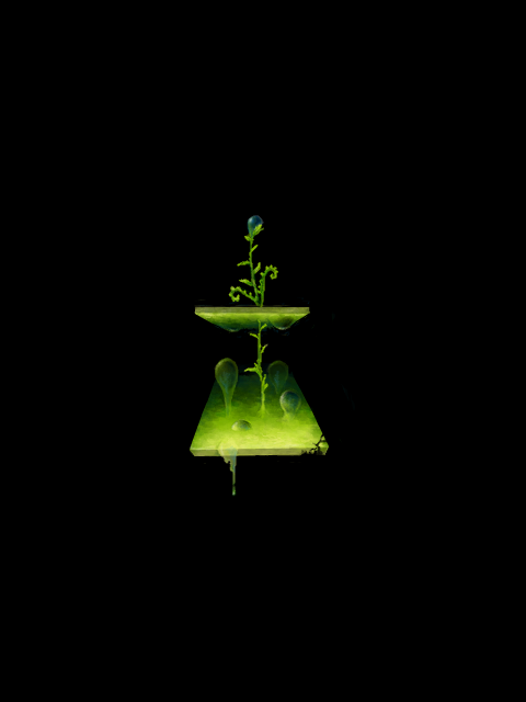 1282462542369353 (480x640, 39Kb)