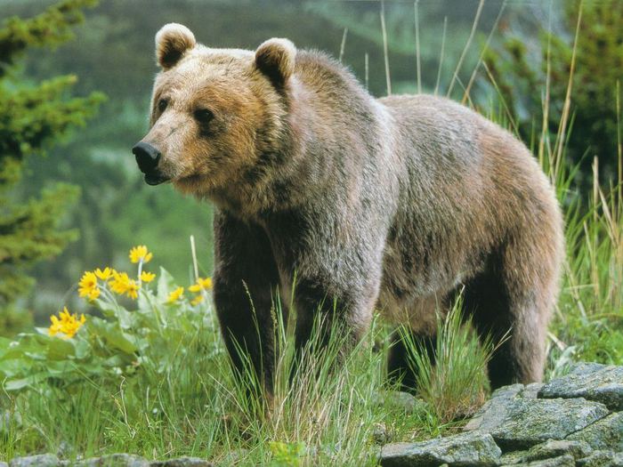 grizzly (700x525, 81Kb)