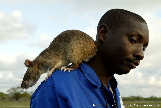 1333218878_gambian_pouched_rats7 (625x419, 127Kb)