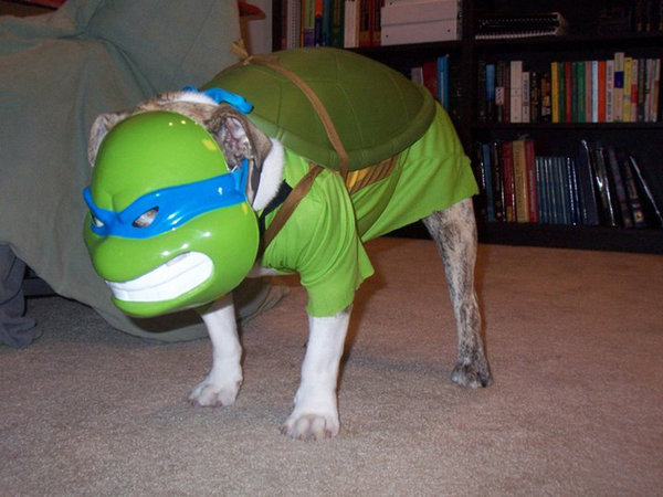 Teenage-Mutant-Ninja-Dog (600x450, 72Kb)