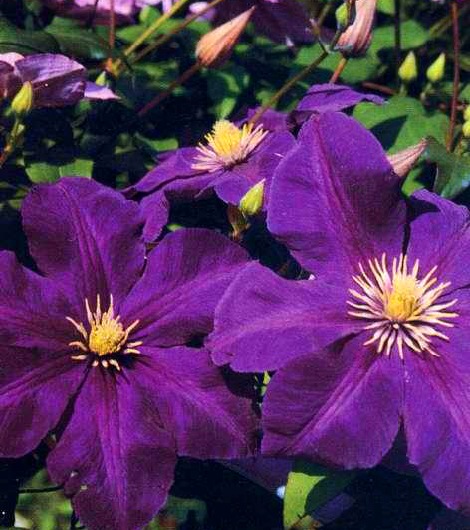 Clematis5 (470x530, 89Kb)