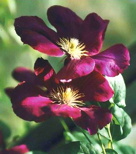 Clematis7 (470x530, 76Kb)