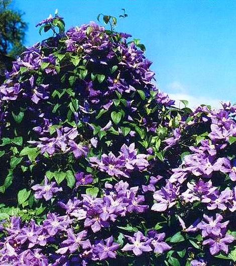 Clematis9 (470x530, 151Kb)