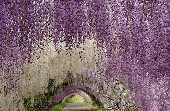 ashikaga-flower-park-2 (700x459, 211Kb)