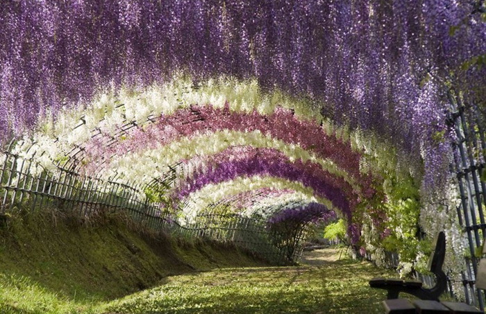 ashikaga-flower-park-4 (700x453, 193Kb)