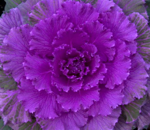 Ornamental-cabbage3-520x451 (520x451, 67Kb)