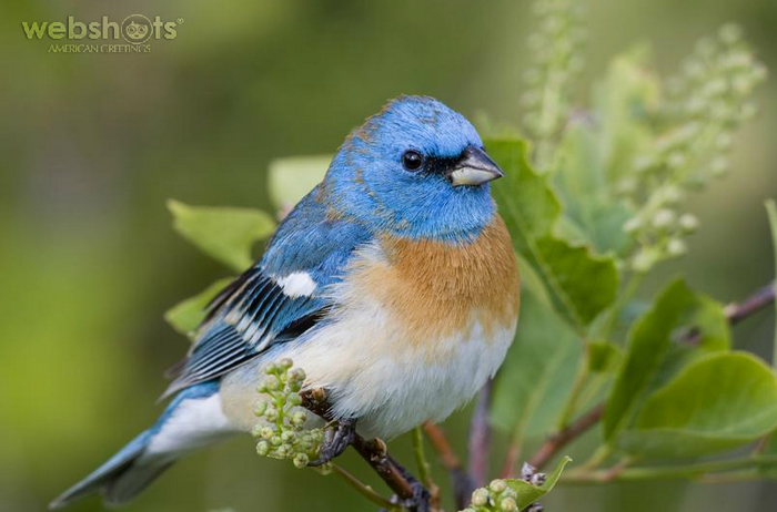 Proshots - Lazuli Bunting, Montana - Professional Photos (700x462, 406Kb)