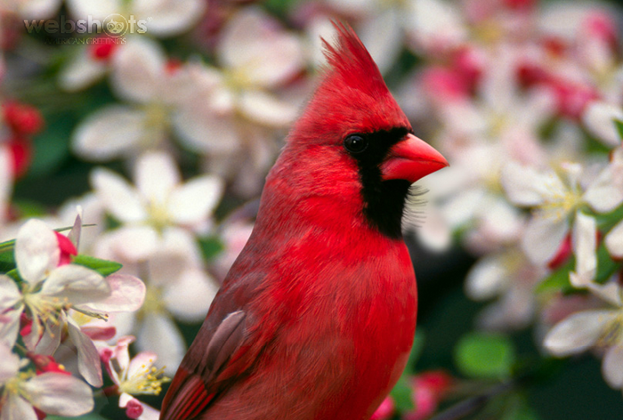 Proshots - Northern Cardinal - Professional Photos (700x472, 493Kb)