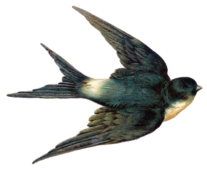 swallow bird vintage image graphicsfairy007d (700x572, 143Kb)