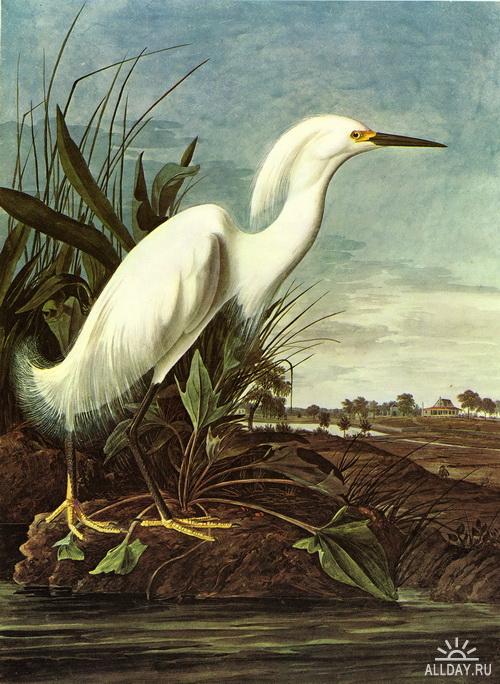 1274639299_snowy-egret (500x684, 70Kb)