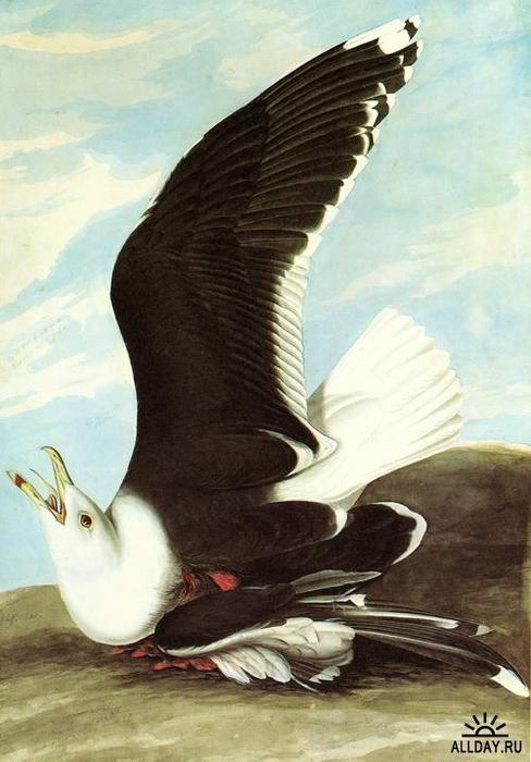 1274639727_great-black-backed-gull (488x700, 48Kb)