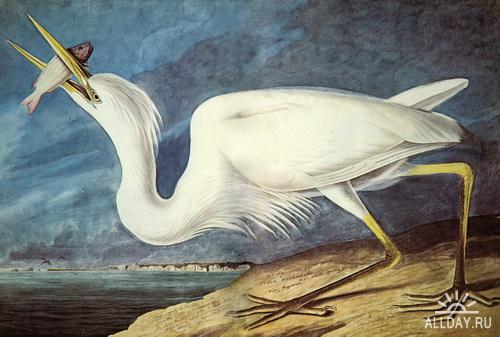 1274639716_great-white-heron (500x337, 32Kb)