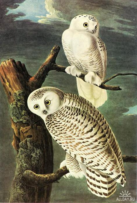 1274640142_snowy-owl (471x700, 76Kb)