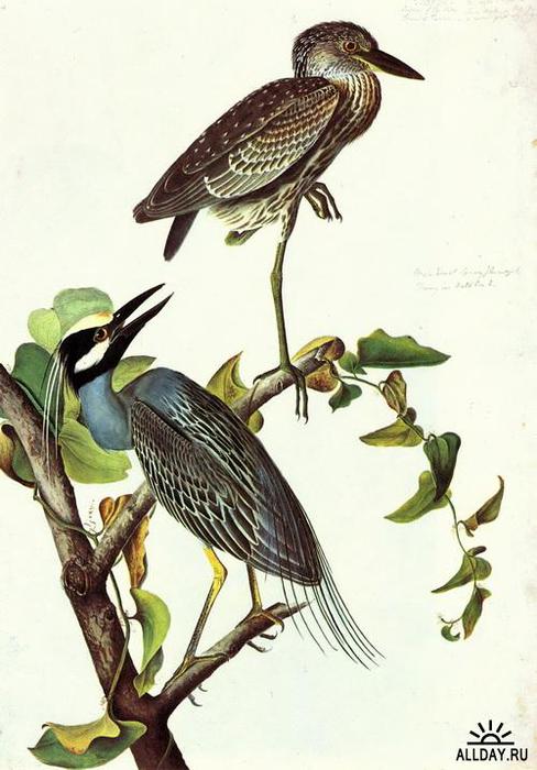 1274640097_yellow-crowned-night-heron-and-little-blue-heron (488x700, 52Kb)