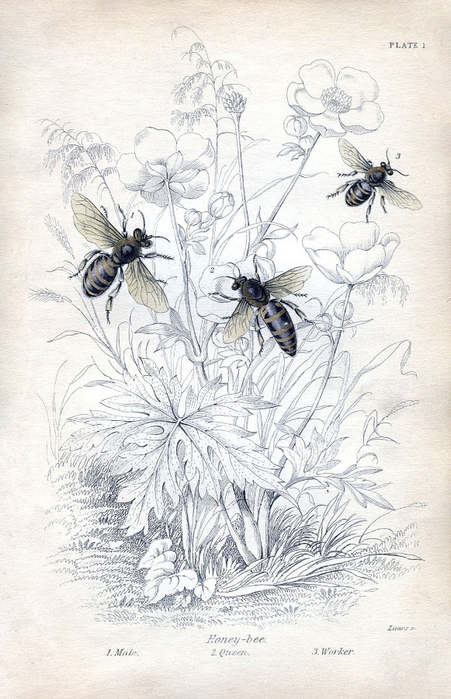 bee+botanical+vintage+Image+GraphicsFairy5sm (451x700, 368Kb)
