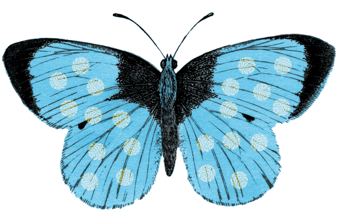 butterfly+blue+turq+graphicsfairy9 (700x440, 434Kb)