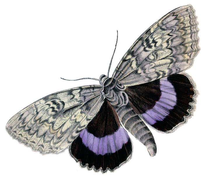 Butterfly+vintage+image+graphicsfairy004b (700x614, 326Kb)