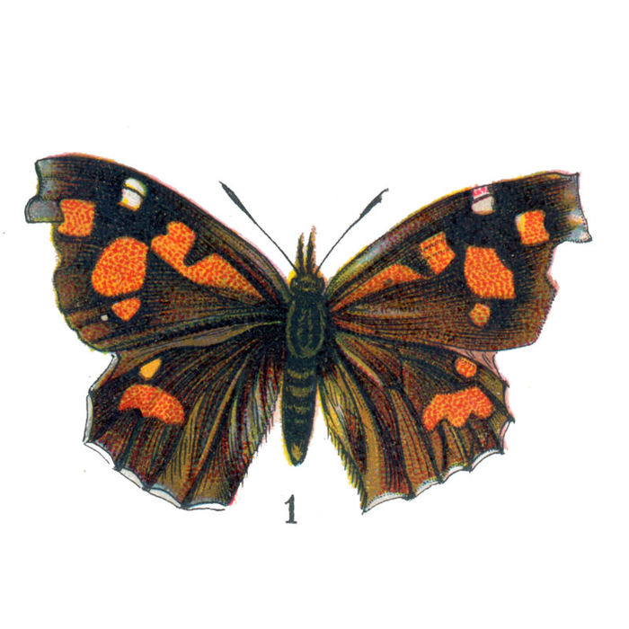 butterflyhallogfairy1 (700x700, 77Kb)