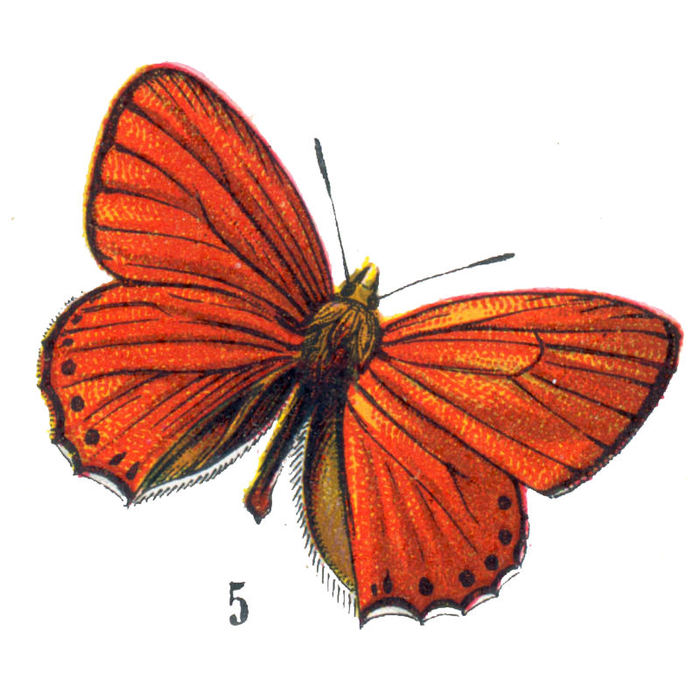 butterflyhallogfairy3 (700x700, 87Kb)