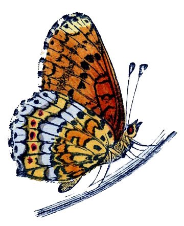 butterfly-vintage-graphicsfairy008b (360x442, 36Kb)