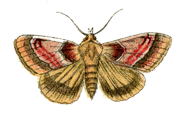 moth+vintage+image+graphicsfairy (700x448, 83Kb)