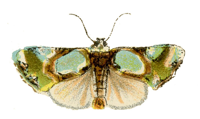 moth+vintage+image+graphicsfairy3 (700x416, 69Kb)