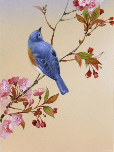 blue-bird-on-cherry-blossom-branch (366x488, 53Kb)