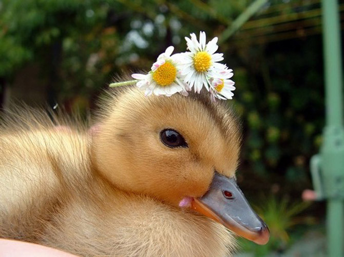 http://img1.liveinternet.ru/images/attach/c/5/85/578/85578957_large_animals_flowers__6_.jpg