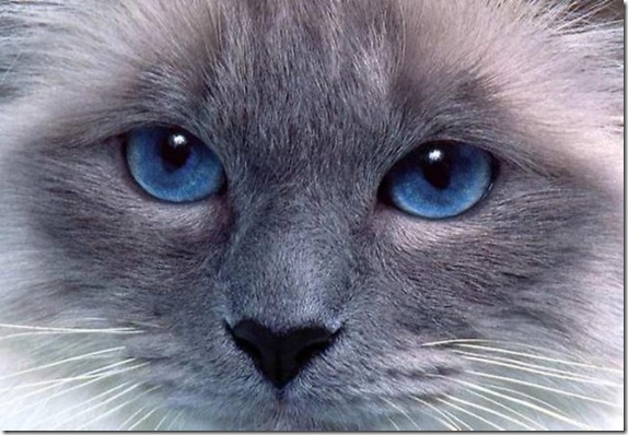Multicolored_eyes_of_cats_5_funnypagenet.com_ (574x398, 82Kb)