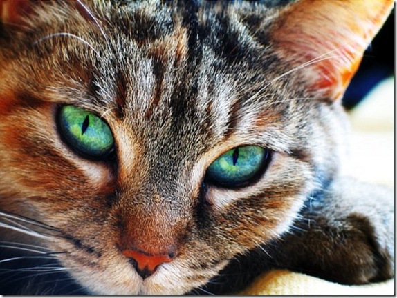 Multicolored_eyes_of_cats_25_funnypagenet.com_ (574x432, 109Kb)