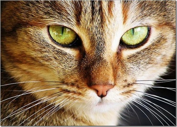 Multicolored_eyes_of_cats_27_funnypagenet.com_ (574x410, 114Kb)