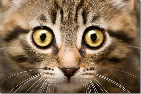 Multicolored_eyes_of_cats_41_funnypagenet.com_ (574x384, 80Kb)