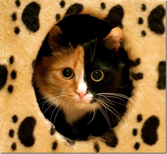 Multicolored_eyes_of_cats_43_funnypagenet.com_ (574x529, 79Kb)