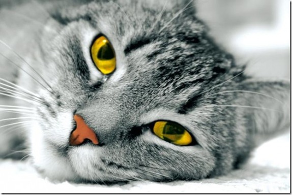 Multicolored_eyes_of_cats_45_funnypagenet.com_ (574x384, 66Kb)
