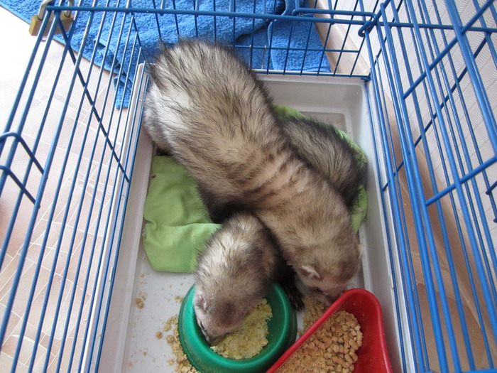 IMG_0305 (700x525, 160Kb)