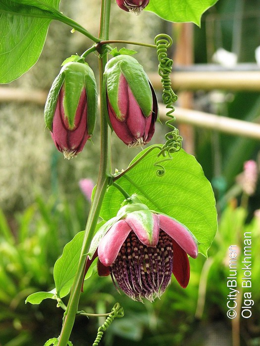 Passiflora alata1202_6640 (525x700, 111Kb)