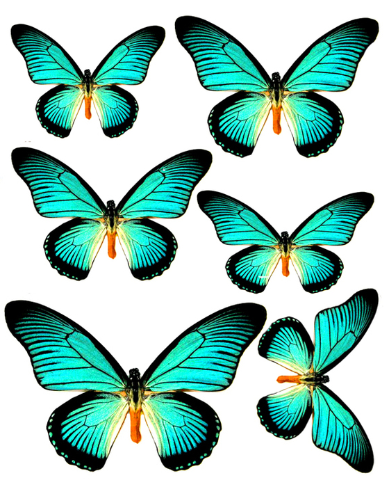 1281140167_55_FT838_aqua_butterflies (560x700, 377Kb)