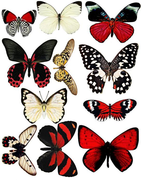 1281316643_55_FT838_september_kit_butterflies_ (549x700, 84Kb)