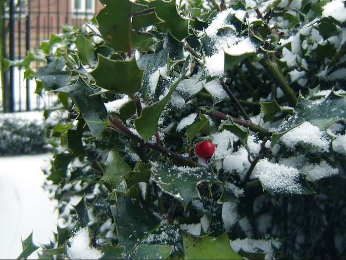 jap_Holly_in_Winter (700x525, 92Kb)