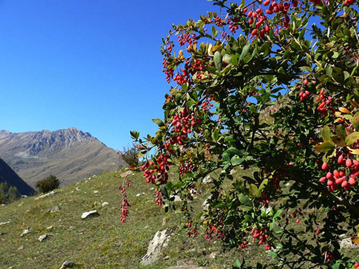 Mountain berry. Барбарис горный куст. Кизил Крымский. Барбарис Архыз. Крымский горный кизил.