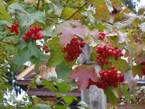 P9290199 (500x375, 60Kb)