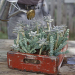  vintage-garden-pots1-12 (540x540, 82Kb)