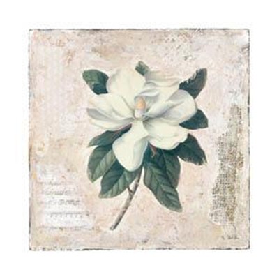 magnolia-by-starlie-sokol-hohne-447813 (400x400, 27Kb)