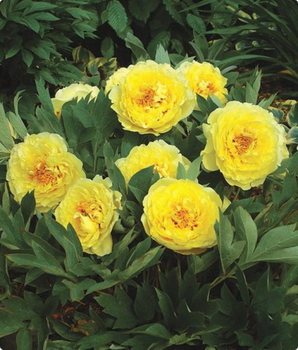 74710805_large_Peony_Yellow_Crown (423x497, 96Kb)