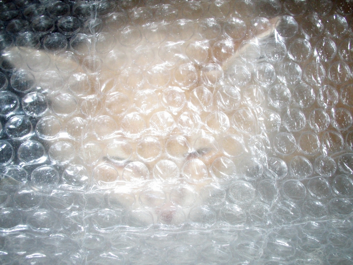 3986849_7_aprelya_2012_009 (700x525, 312Kb)
