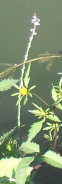 Блеклый цветочек на длинной пенькастой ножке - вероника лекарственная (62x184, 27Kb)