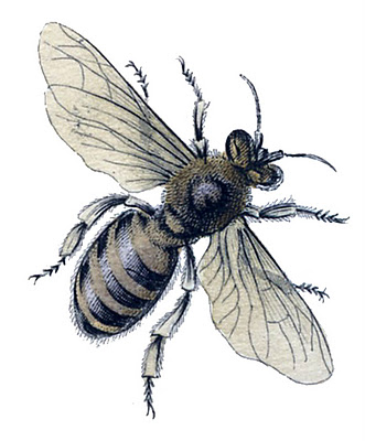 bee botanical vintage Image GraphicsFairy7 (331x400, 51Kb)
